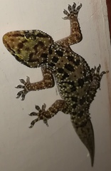 Hemidactylus angulatus