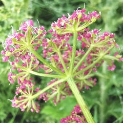 Mutellina purpurea
