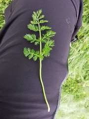 Mutellina purpurea