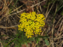 Pseudocymopterus