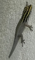 Lygodactylus picturatus