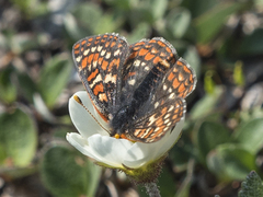 Euphydryas anicia