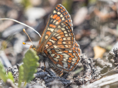 Euphydryas anicia