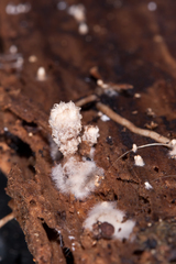 Cyathus stercoreus
