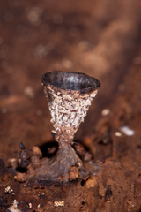 Cyathus stercoreus