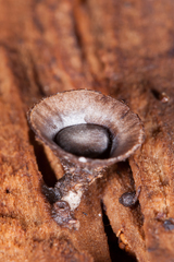 Cyathus stercoreus