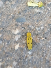 Chlorophorus glabromaculatus