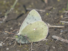 Colias nastes
