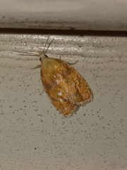 Acleris curvalana