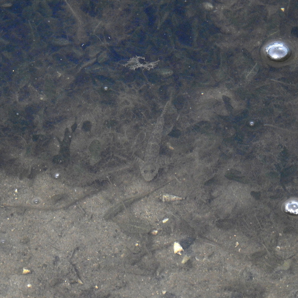 Indo-Pacific tropical sand goby