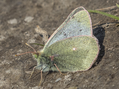 Colias nastes