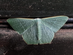 Thalassodes immissaria