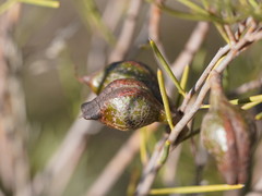 Hakea tephrosperma