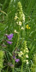 Pedicularis julica