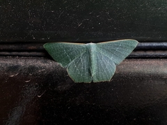 Thalassodes immissaria