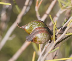 Hakea tephrosperma