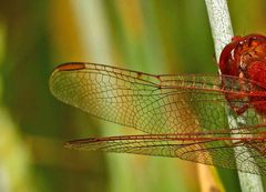 Crocothemis erythraea