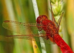 Crocothemis erythraea