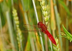 Crocothemis erythraea