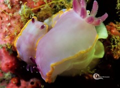 Felimida purpurea