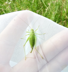 Poecilimon intermedius