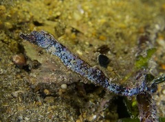 Idiotropiscis australe