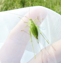 Poecilimon intermedius