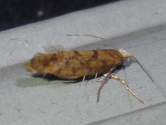 Argyresthia alternatella