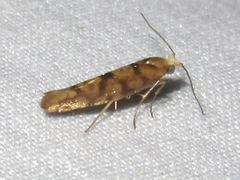 Argyresthia alternatella