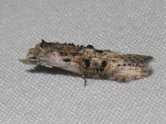 Ellabella editha
