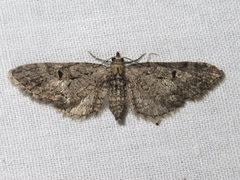 Eupithecia bolterii