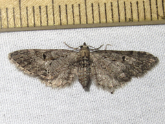 Eupithecia bolterii