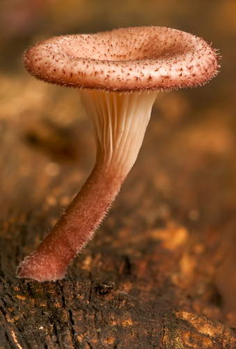 Panus strigellus