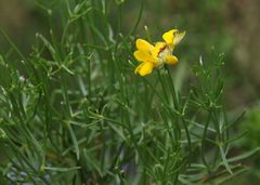 Genista radiata