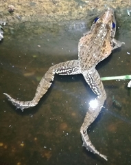 Anchieta's Ridged Frog photo 3