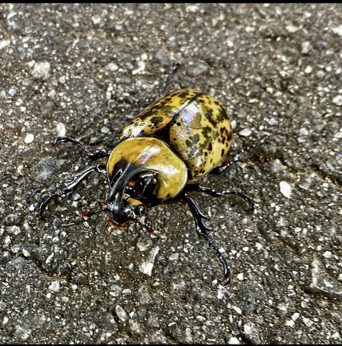 Eastern Hercules beetle
