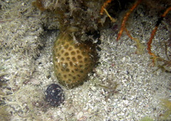 Plesiastrea versipora