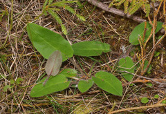 Hieracium lepidulum