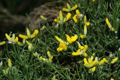 Genista radiata