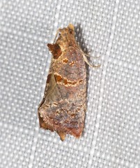 Glyphidoptera insignana