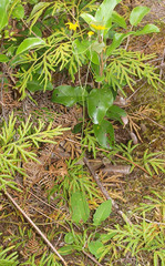 Hieracium lepidulum