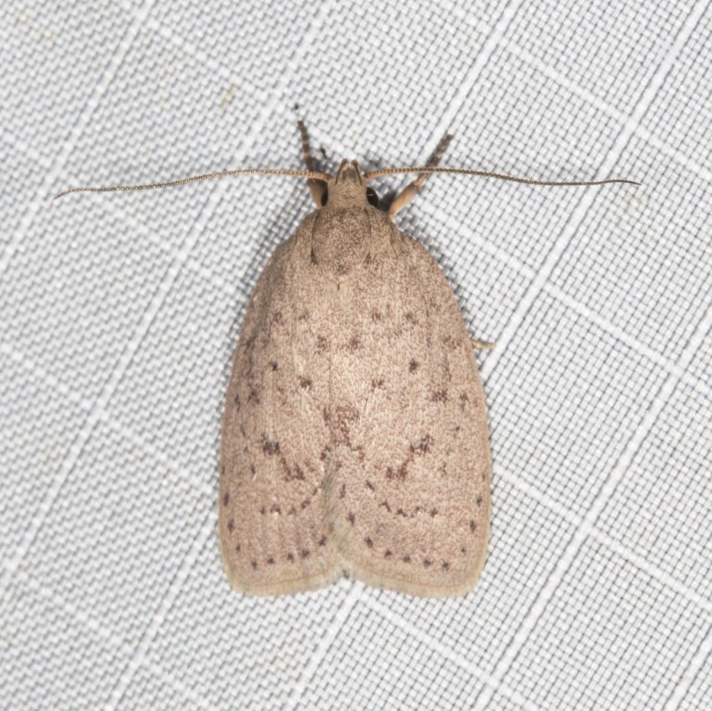 Garrha carnea