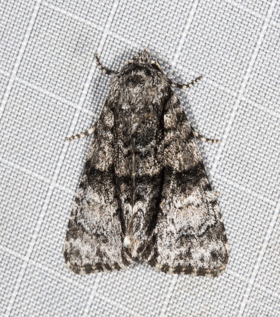 Cycloprora