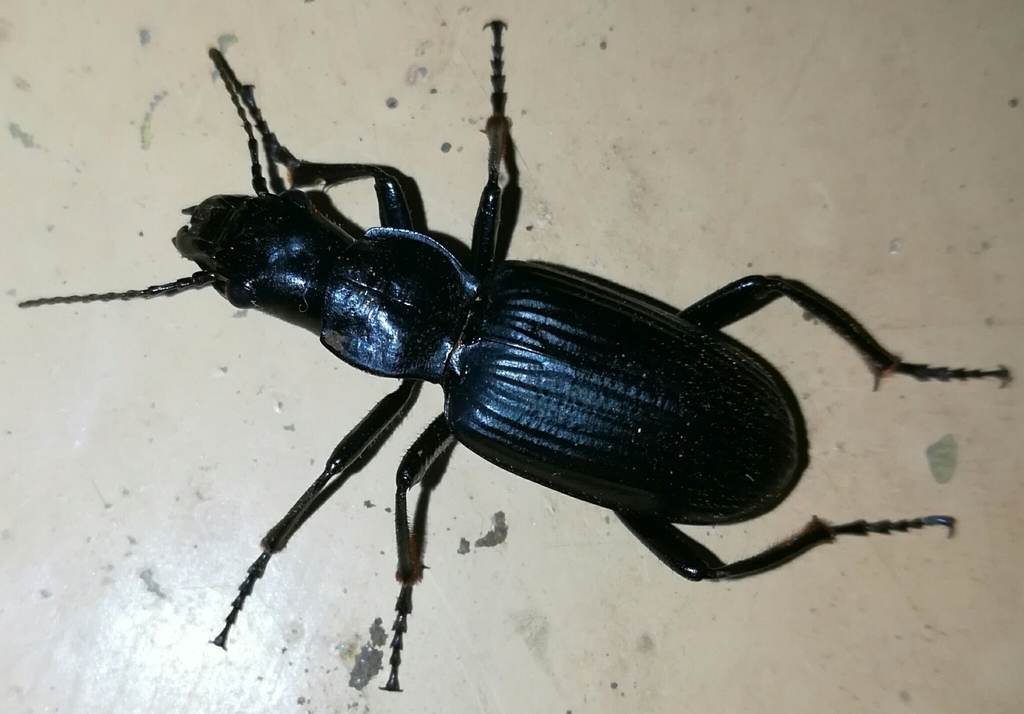 Perissostomus