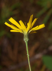 Hieracium lepidulum