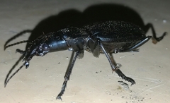 Perissostomus