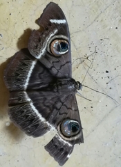 Cyligramma latona