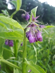 Symphytum officinale