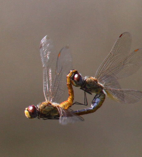 Wandering Glider, photo 10 of 10