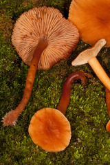Laccaria laccata pallidifolia